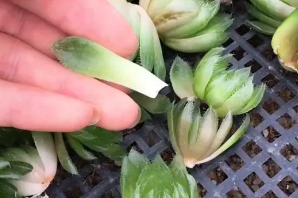 将樱水晶养得更胖的方法,春秋季节每隔20天追肥一次