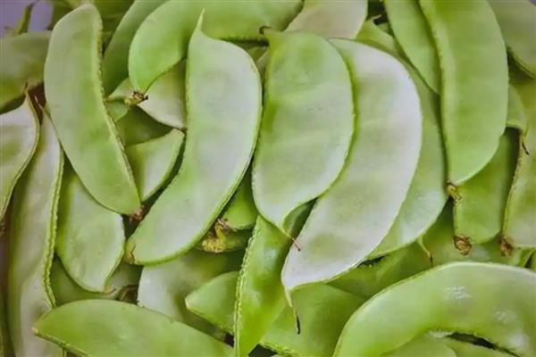 吃扁豆中毒的症状，会出现恶心、呕吐、腹痛等情况