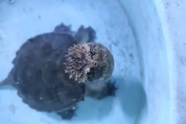 小鳄龟是不是深水龟,野生品种属于深水龟