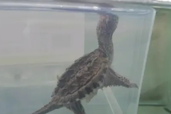 小鳄龟是不是深水龟,野生品种属于深水龟