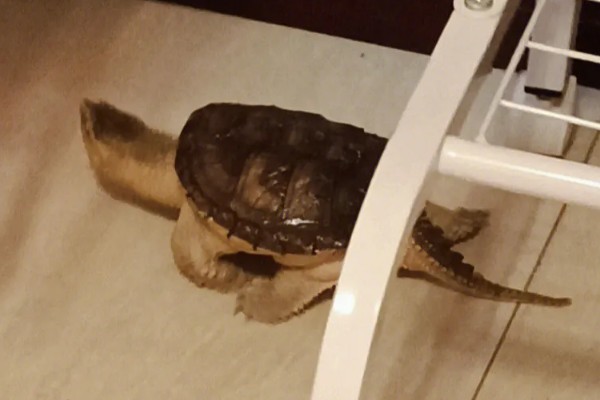 小鳄龟是不是深水龟,野生品种属于深水龟
