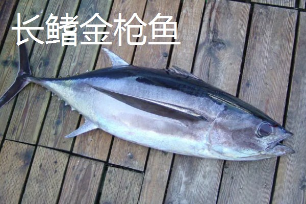 金枪鱼有什么品种,分为青甘金枪鱼、长鳍金枪鱼等种类