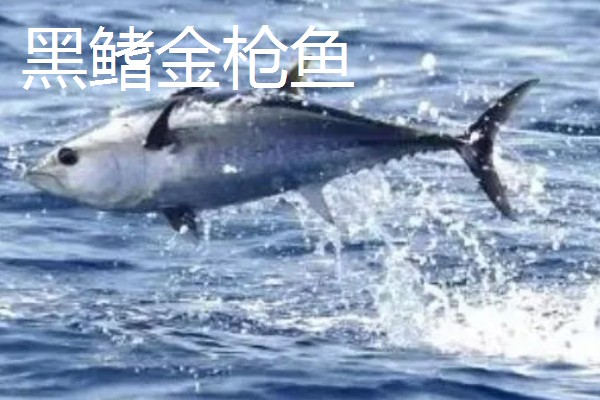 金枪鱼有什么品种,分为青甘金枪鱼、长鳍金枪鱼等种类