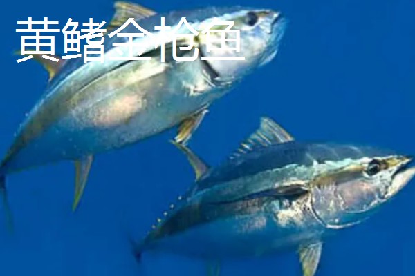 金枪鱼有什么品种,分为青甘金枪鱼、长鳍金枪鱼等种类