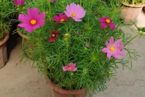 大波斯菊的简介,属于菊科、秋英属植物