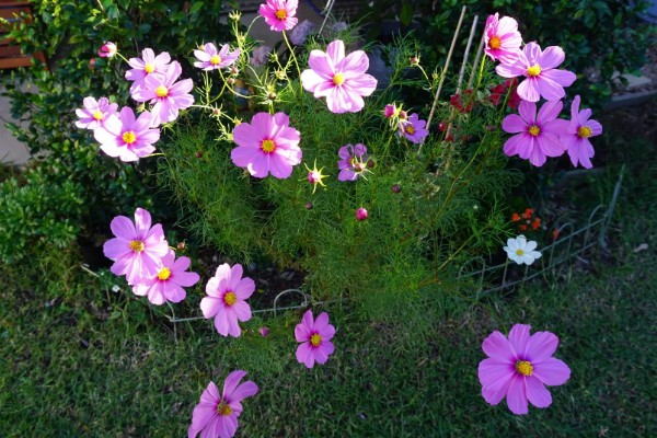 大波斯菊的简介,属于菊科、秋英属植物