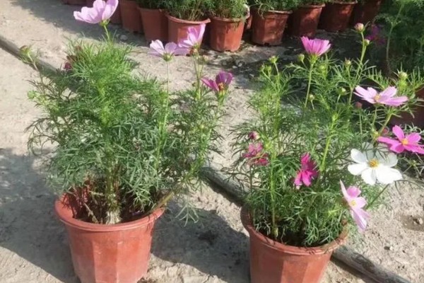 大波斯菊的简介,属于菊科、秋英属植物