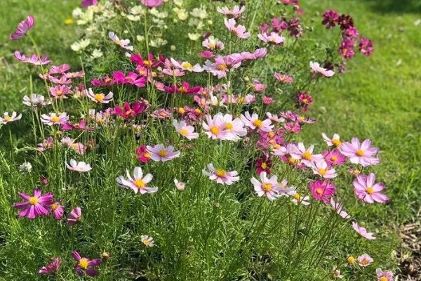 大波斯菊的简介,属于菊科、秋英属植物