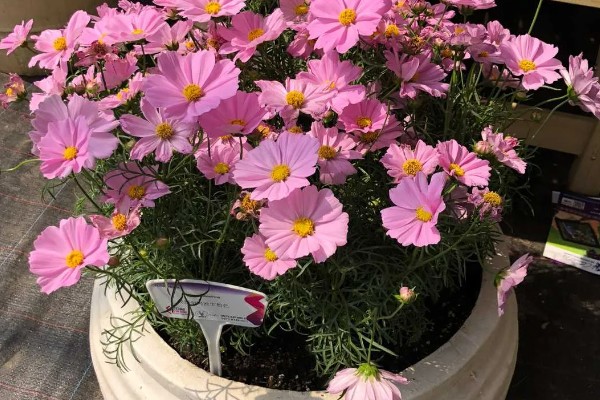 大波斯菊的简介,属于菊科、秋英属植物