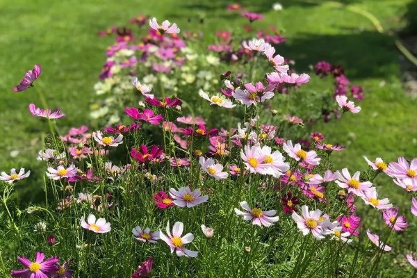 大波斯菊的简介,属于菊科、秋英属植物