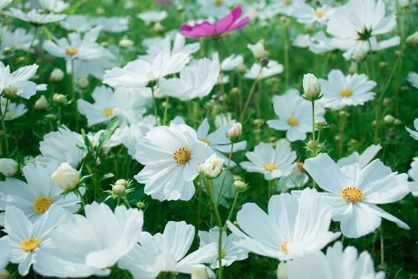 大波斯菊的简介,属于菊科、秋英属植物