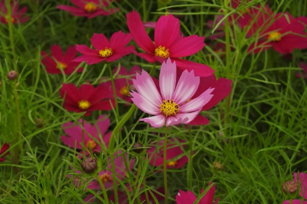 大波斯菊的简介,属于菊科、秋英属植物