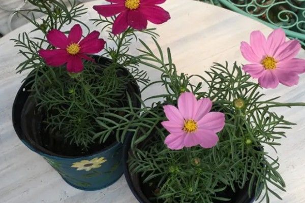 大波斯菊的简介,属于菊科、秋英属植物