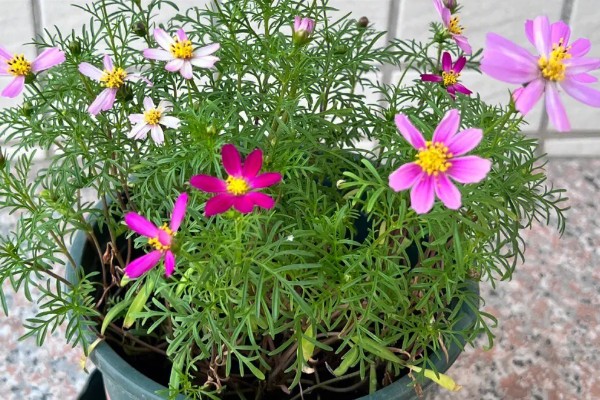 大波斯菊的简介,属于菊科、秋英属植物