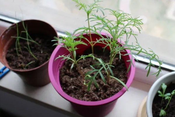 大波斯菊的简介,属于菊科、秋英属植物