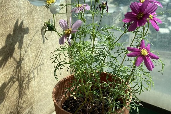 大波斯菊的简介,属于菊科、秋英属植物