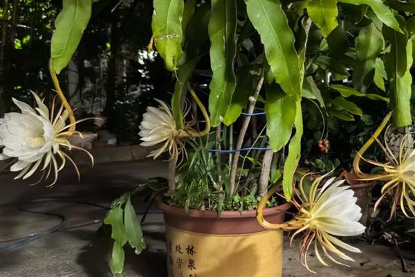 让昙花开放的方法，追施磷钾肥可促进花芽分化