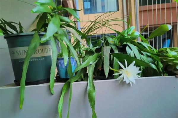 让昙花开放的方法，追施磷钾肥可促进花芽分化