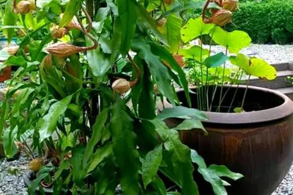 让昙花开放的方法，追施磷钾肥可促进花芽分化
