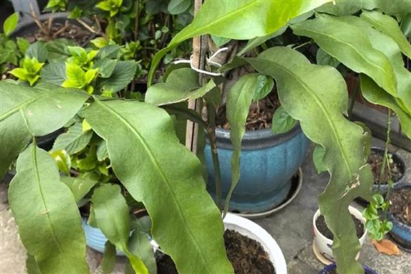 让昙花开放的方法，追施磷钾肥可促进花芽分化