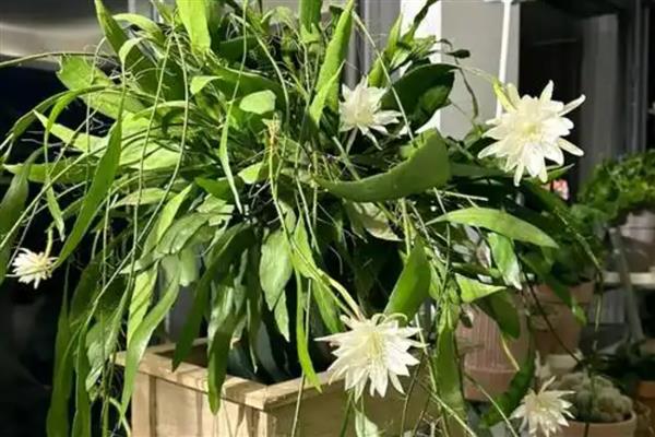 让昙花开放的方法，追施磷钾肥可促进花芽分化
