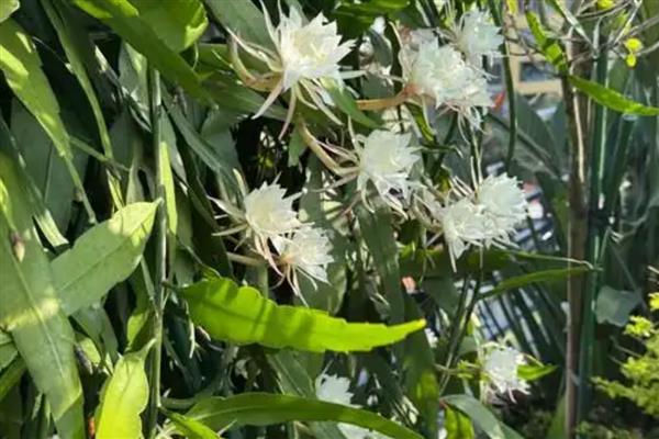 让昙花开放的方法，追施磷钾肥可促进花芽分化