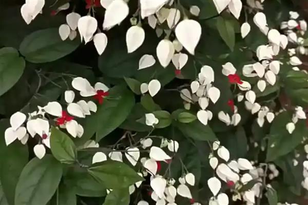 龙珠花的简介,一般是指龙吐珠