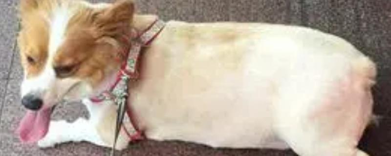 狗狗为何患上湿疹，过敏、外界刺激等因素都会引起