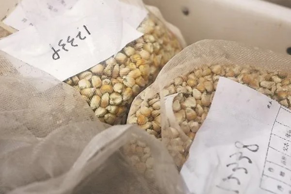 储存种子为何会发热,自身进行新陈代谢时会释放热能