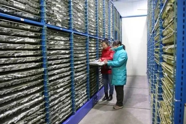 储存种子为何会发热,自身进行新陈代谢时会释放热能