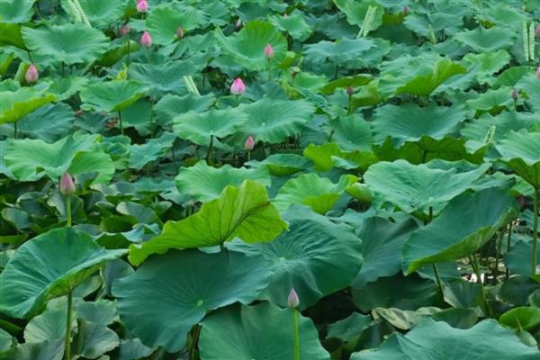 荷花叶子枯黄怎么办,缺光时每天保持7-9小时的光照