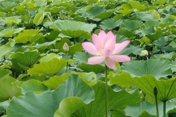 荷花叶子枯黄怎么办,缺光时每天保持7-9小时的光照