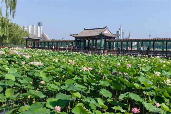 荷花叶子枯黄怎么办,缺光时每天保持7-9小时的光照