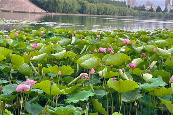 荷花叶子枯黄怎么办,缺光时每天保持7-9小时的光照