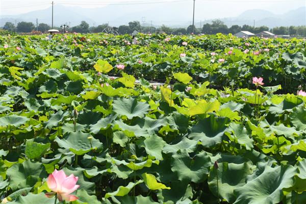 荷花叶子枯黄怎么办,缺光时每天保持7-9小时的光照
