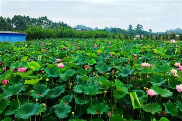 荷花叶子枯黄怎么办,缺光时每天保持7-9小时的光照