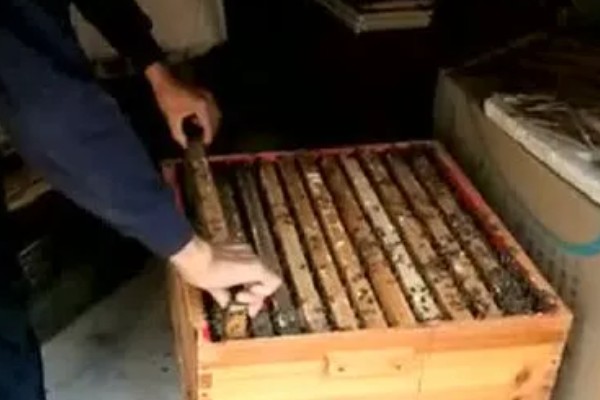 让蛋群蜜蜂自行发展的方法,奖励饲喂有助于培育新蜂