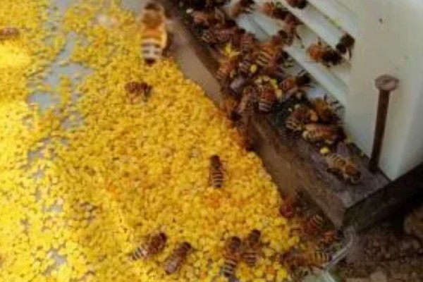 让蛋群蜜蜂自行发展的方法,奖励饲喂有助于培育新蜂