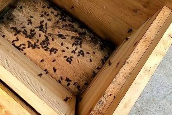 让蛋群蜜蜂自行发展的方法,奖励饲喂有助于培育新蜂