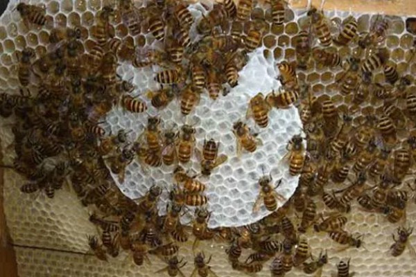 让蛋群蜜蜂自行发展的方法,奖励饲喂有助于培育新蜂