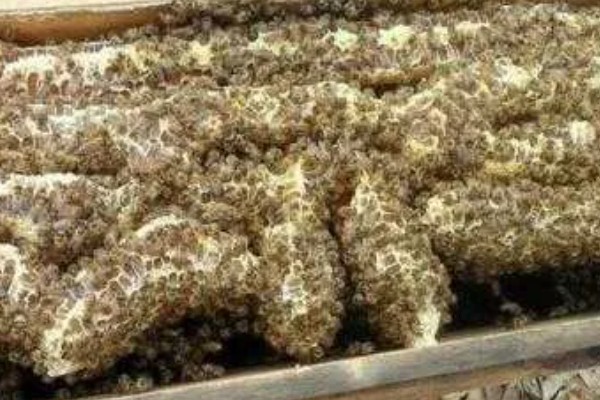让蛋群蜜蜂自行发展的方法,奖励饲喂有助于培育新蜂