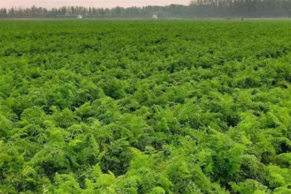 红萝卜怎么种植，每个播种穴放入6粒种子