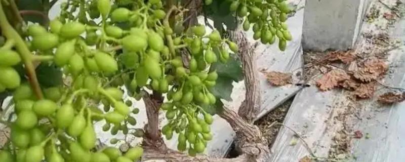 葡萄的保果方法，喷施硼酸和硼砂溶液可提高坐果率