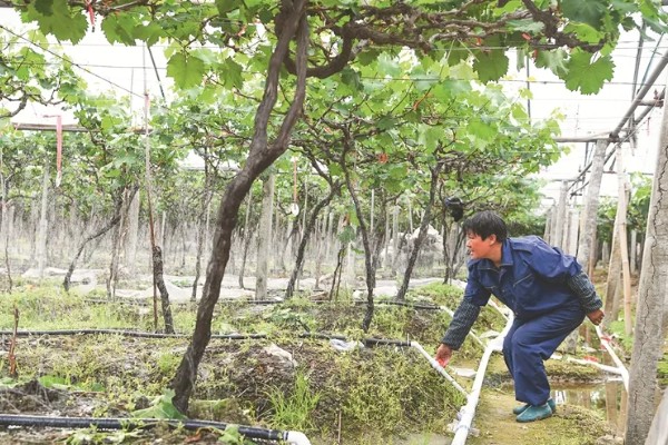 葡萄的保果方法，喷施硼酸和硼砂溶液可提高坐果率