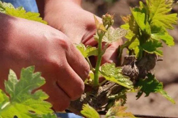 葡萄的保果方法，喷施硼酸和硼砂溶液可提高坐果率