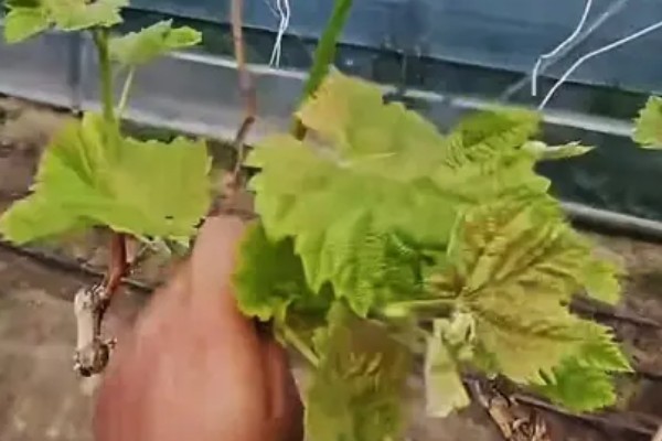 葡萄的保果方法，喷施硼酸和硼砂溶液可提高坐果率