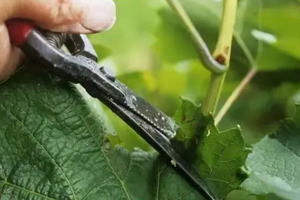 葡萄的保果方法，喷施硼酸和硼砂溶液可提高坐果率