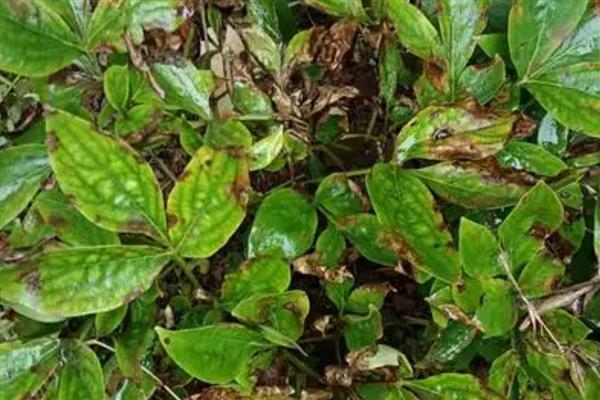 防治芍药病虫害的方法，发生黑斑病可喷施代森锌等药剂