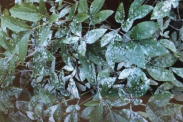 防治芍药病虫害的方法，发生黑斑病可喷施代森锌等药剂