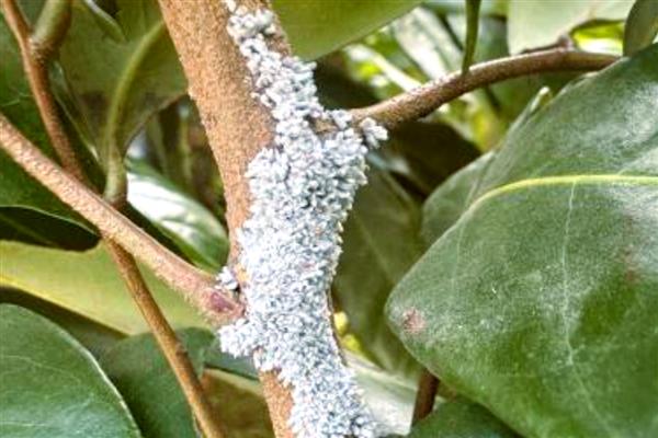 防治芍药病虫害的方法，发生黑斑病可喷施代森锌等药剂